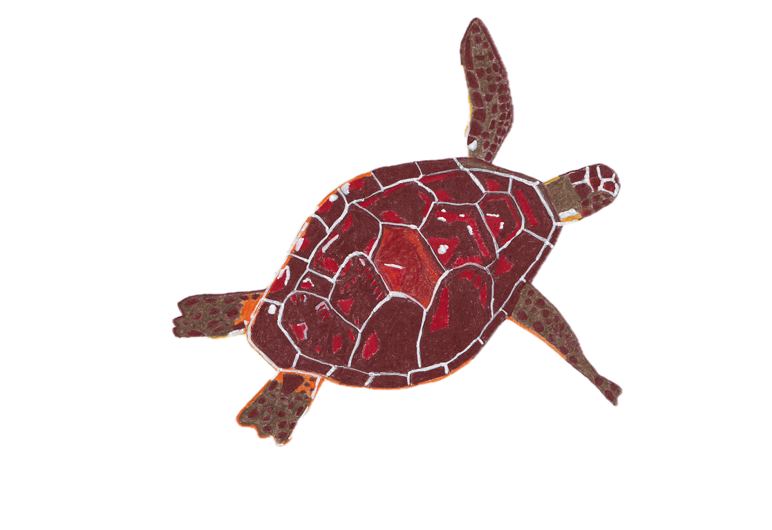 Unechte Karettschildkröte: Steckbrief