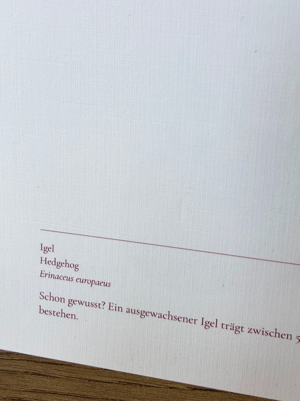 Hedgehog — Postcard on linen paper